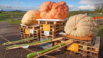pumpkin-growers pumpkin-growers